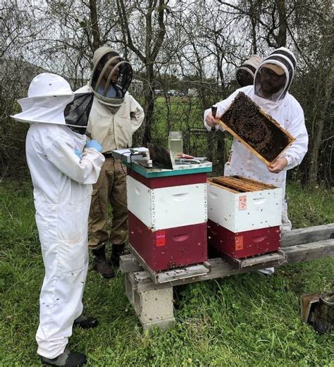 Bee Informed Partnership Using Beekeepers Real World Experience To Solve Beekeepers Real