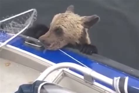 Fishermen Try To Save Bear Cub From Drowning Then They Notice The