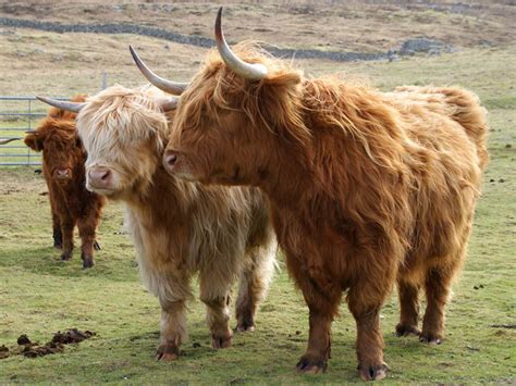 Cattle Western Isles Highland Cattle And Sheep