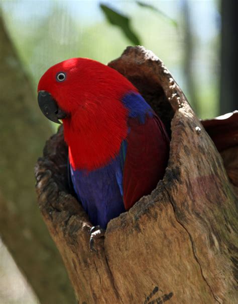 A Female Eclectus Parrot In Captivity At The Opening Of Its Nesting