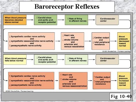 Baroreceptor Reflexes Medical School Studying Nursing School