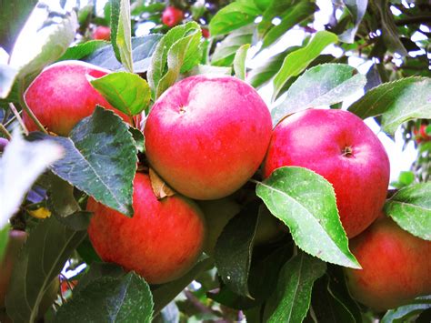 Oregon Harvest Apple Varieties Fruit Apple Tree