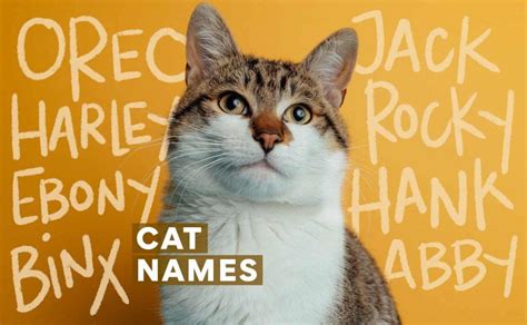 227 Cat Names For Your New Feline Friend Bechewy