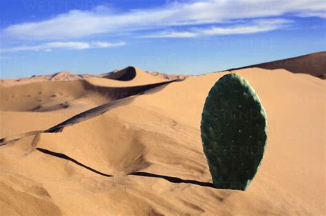 Morocco Sahara Merzouga Erg Chebbi Cactus Leaf In Desert Dune Stock