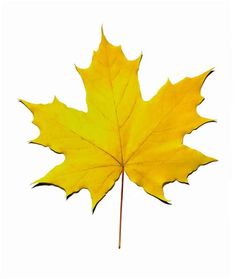 Premium Photo Bright Yellow Maple Leaf Isolated On A White Background