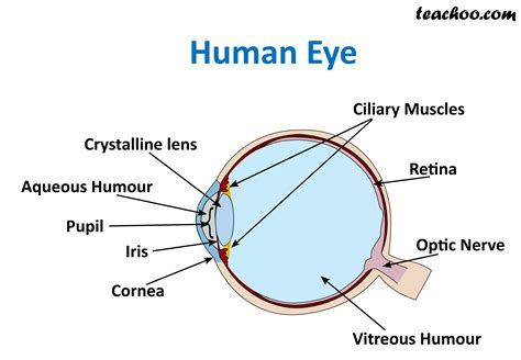 Human Eye Different Parts And Their Functions Class 10 Teachoo