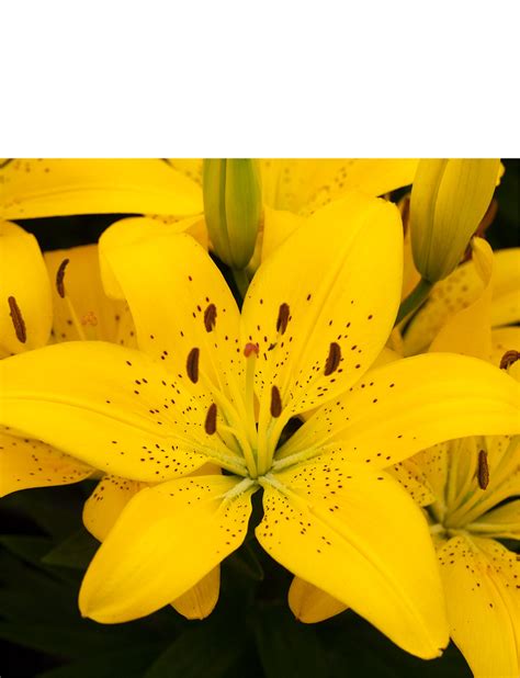 Lonlorum Asiatic L A Lily 25 Bulbs Chums