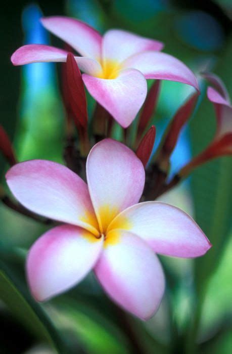 1000 Images About Plumeria Flowers On Pinterest Blossoms Fragrance