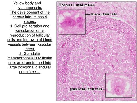 Ppt Histology Of Female Reproductive System Powerpoint Presentation Free Download Id