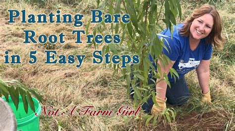 With an insecticide spray free concept. How To Plant a Bare Root Fruit Tree in FIVE Easy Steps ...