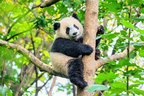 The Popularity Of Giant Pandas Does Not Protect Their Neighbors