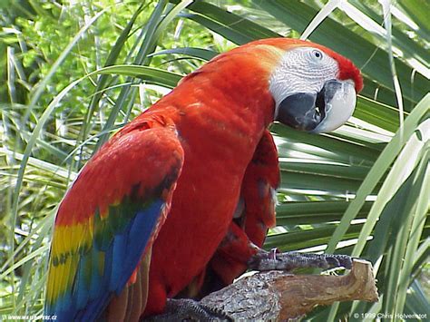 Acravan All Parrots Speak Paul Bowles