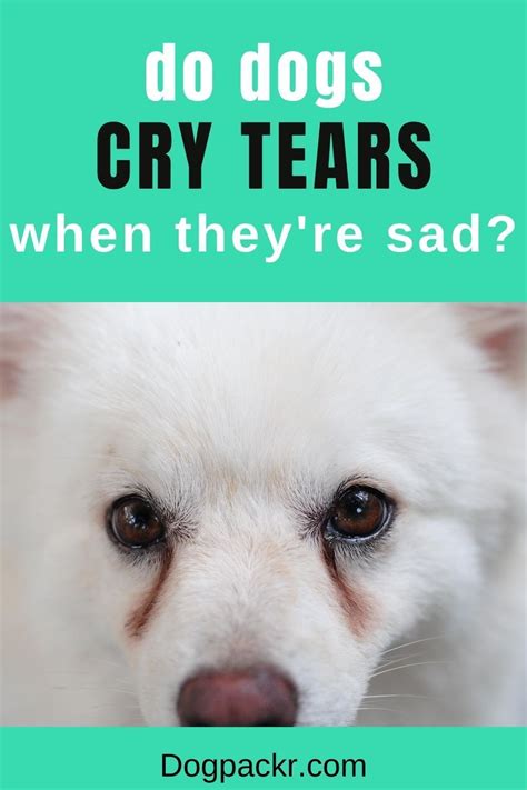 Do Dogs Cry Tears Dogpackr Dog Crying Dogs Dog Behavior