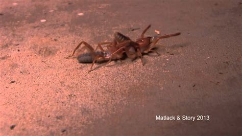 Plus, camel spiders move quickly. Texas Wild: Camels Mating in the Texas Panhandle - YouTube