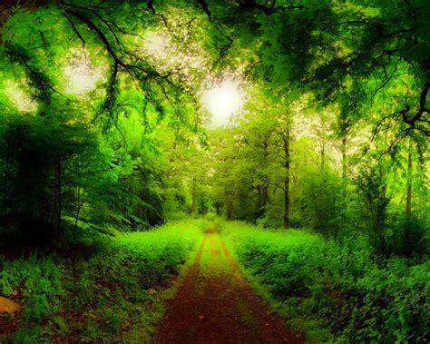 Natural Forest Road Trees Green Forest Grass Green Hd Wallpaper