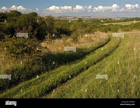 Chalk Grassland And Scrub On Martin Down Nnr Hampshire Stock Photo Alamy