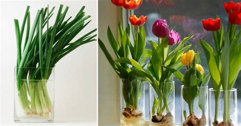 15 Flores Y Vegetales Que Puedes Cultivar Fácil En Un Vaso Con Agua