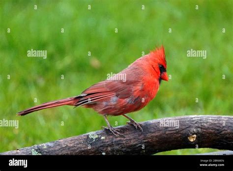 Northern Cardinal Male Singing For A Mate Stock Photo Alamy