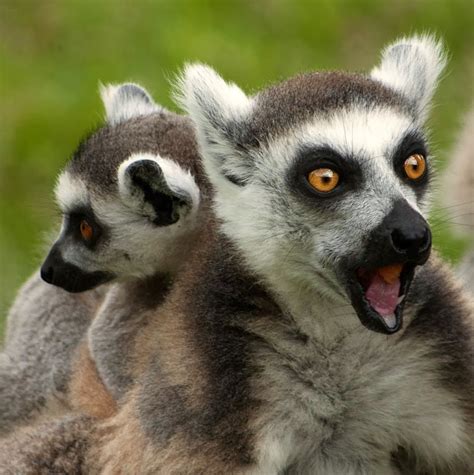 25 Hilariously Funny Photos Of Shocked Animals