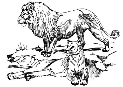 Coloring Page Lion And Lioness Printable Coloring Page Coloring Nation