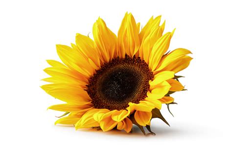 Flowers Sunflower Isolated On White Background Stock Photo