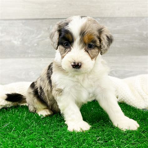 Available Mini Aussiedoodle Puppies The Doodle Tribe