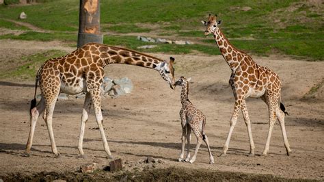 From A Wet And Wobbly Start Newborn Giraffe Joins San Diego Zoo Safari