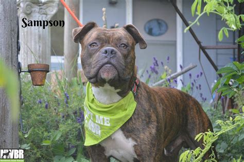 Our process involves connecting you with some of the best, most awesome breeders and breeding businesses we could find (all independently vetted and reviewed) to ensure you're being matched. Boxer dog for Adoption in Woodinville, WA. ADN-584298 on PuppyFinder.com Gender: Male. Age ...