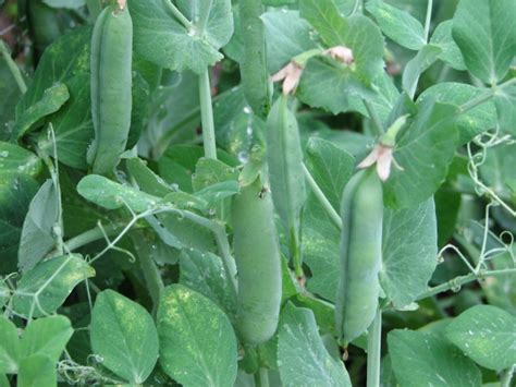 For taller varieties, trellis a dwarf growing sugarsnap pea reaching 60/70cm high, so no need for staking in a sheltered garden. LISEED/Snow Peas, Garden Peas and Soup Peas