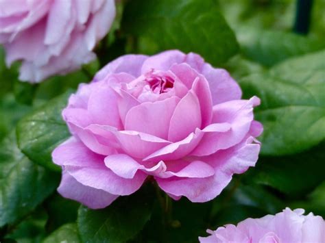 Pink Roses History Types And Meanings Florgeous