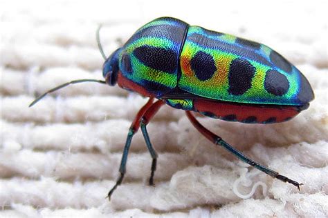 Most Beautiful Beetles