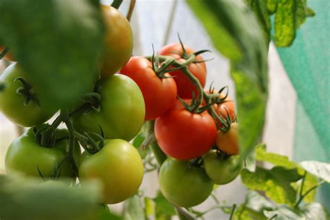 Todo Sobre El Cultivo Del Tomate El Horticultor