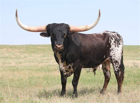 Pictures Of Bulls With Really Big Horns00001 Longhorn Cattle Longhorn