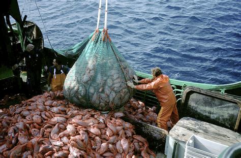 El Gobierno ReforzarÁ Los Controles De Pesca En El Mar