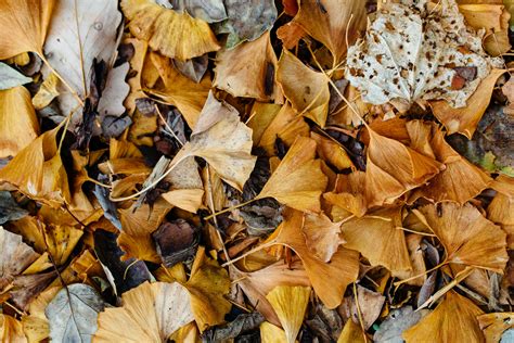 Dry Brown Leaves · Free Stock Photo
