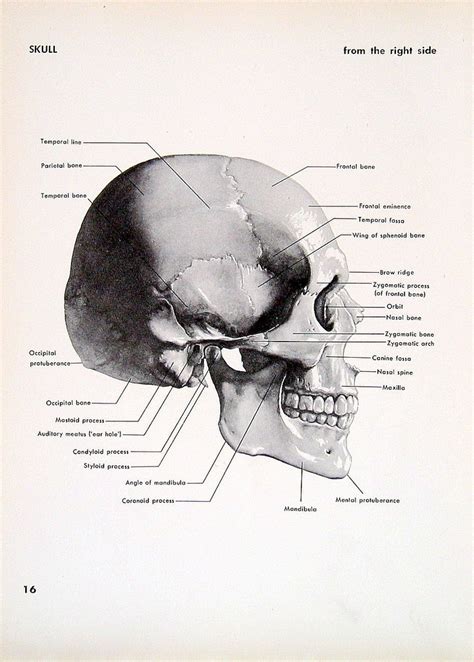 1951 2 Sided Vintage Anatomy Book Plate Skull Right Side And Back