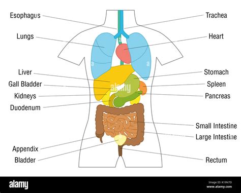 Internal Organs Chart Schematic Anatomy Diagram With Colored Organs