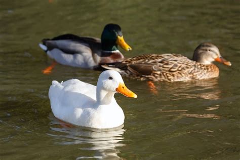 Duck Breeds Which Is Best For Egg Production Meat Or Pet