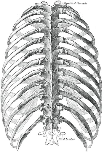 1866 illustration of the muscles (brown), tendons (white) and bones (beige) of the human rib cage, showing the sternum uploaded. The Thorax - Human Anatomy