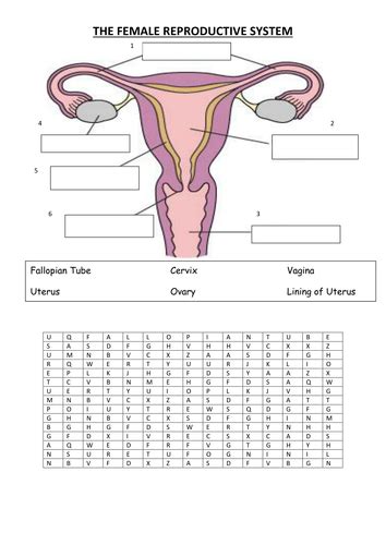 Worksheet About Reproductive System
