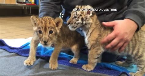 Lion Tiger Cubs Being Raised Together In Nj