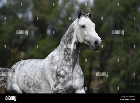 Dappled Gray Stallion Hi Res Stock Photography And Images Alamy