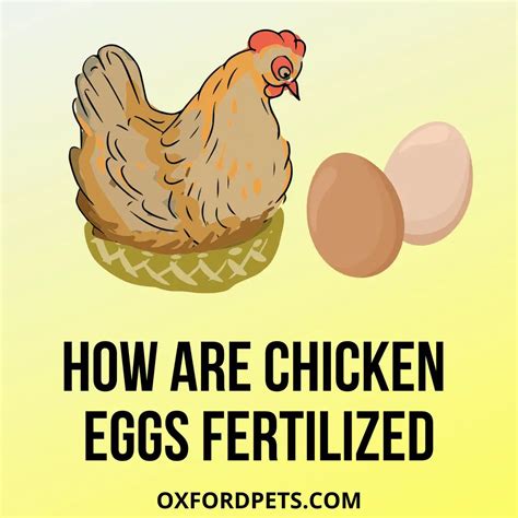 How Are Chicken Eggs Fertilized 5 Ways Explained Oxford Pets