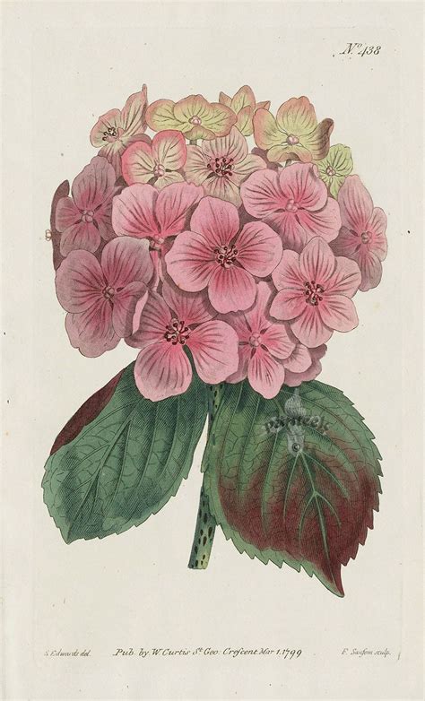 Hydrangea Hortensis Garden Hydrangea 2 Prints From William Curtis