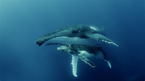 A Plan To Reduce Ocean Noise Pollution For Marine Mammals Hawaii