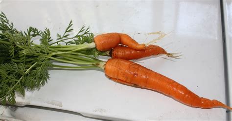 The Edible Garden Harvest Monday