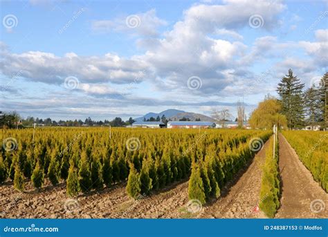Cedar Sapling Tree Farm In Early Stages Stock Image Image Of Rural