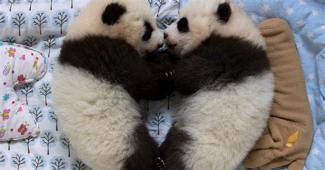Zoo Atlantas Twin Panda Cubs To Get Named By Public Cbs