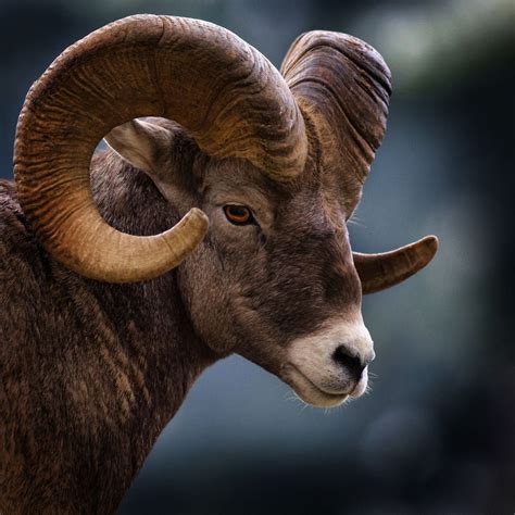 Image Result For Big Horn Ram Profile Nature Animals Farm Animals