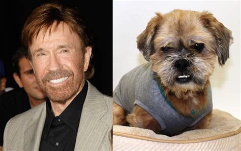 These 25 Animals Look Like Celebrities And The Resemblance Is Too Funny
